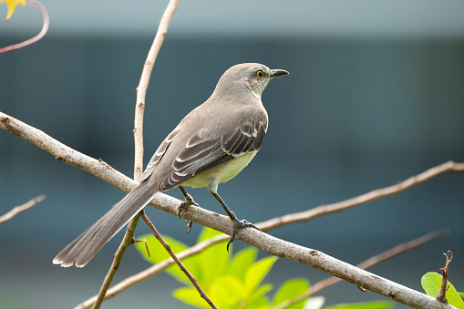 A perched northern mockingbird in Ocala, Florida.
