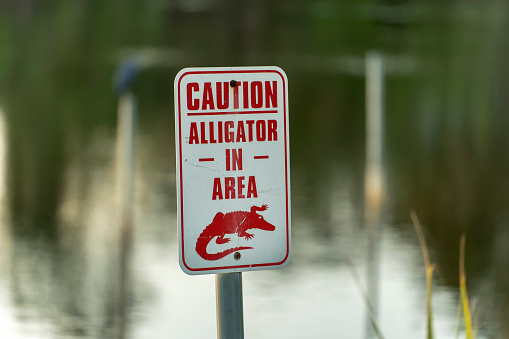 Alligator danger warning signpost in Florida waterfront park about caution and safety during walking near water.