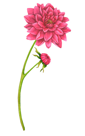 Dahlia flower, chrysanthemum. Watercolor botanical illustration. Element for design of packaging, logo, cards, wedding printing, invitations, advertising, etc.