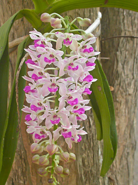 wild-orchids-in-forest-of-