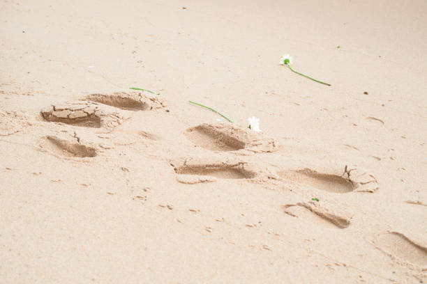 istock Flowers and footprints in the beach sand. 1765775365