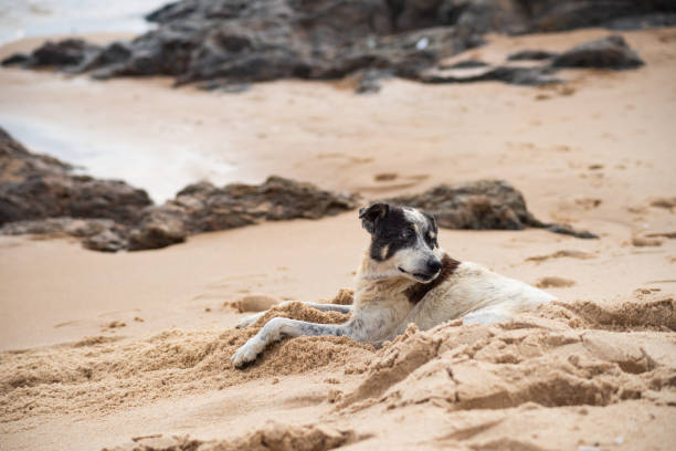 istock Dog sitting on the beach sand. 1765775368