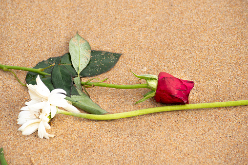 White gerbera and red rose on the beach sand. Environment.