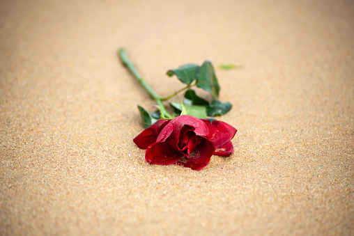 Close-up portrait of a red rose lying on the beach sand. romantic gift