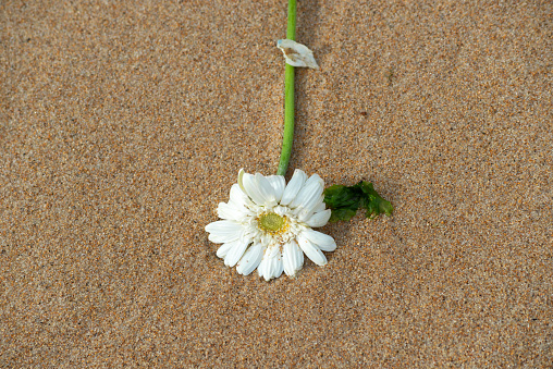 White gerbera, Bellis perennis, on the beach sand. Environment.