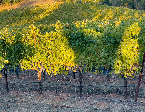 Green grape vines are growing with early morning light on them. Purple grapes are hanging from the vines ready to be harvested.