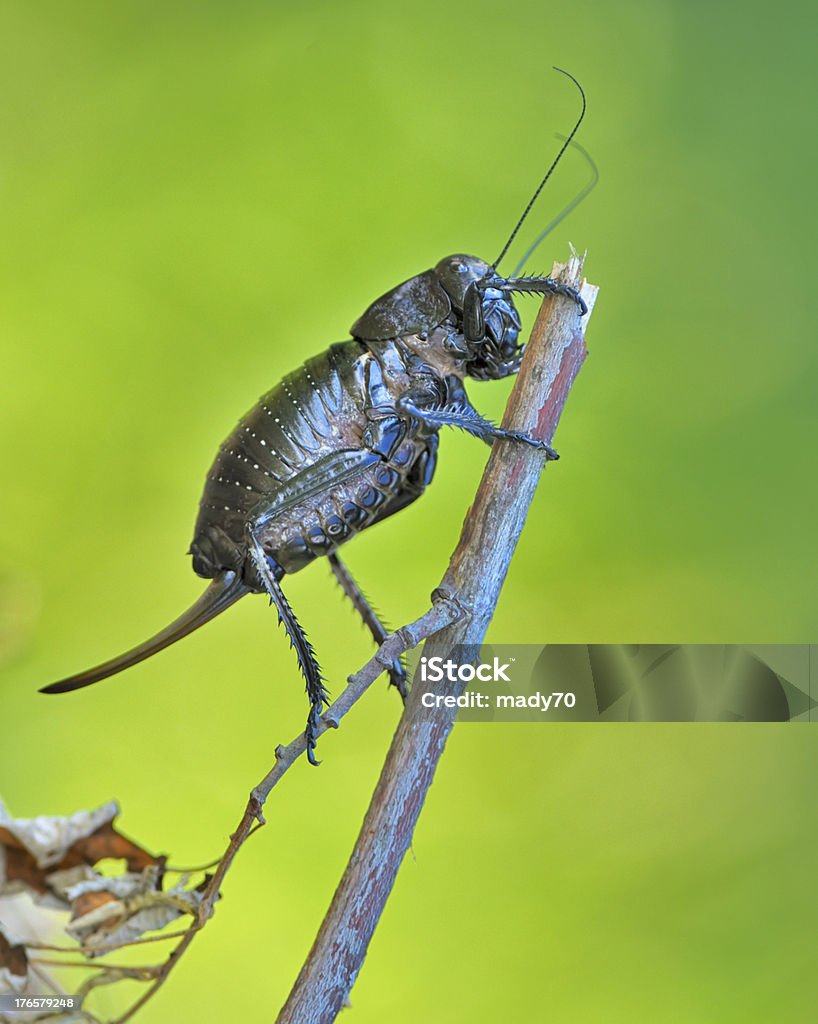 Bradyporus dasypus Bradyporus dasypus on sprig shoot in natural background Animal Stock Photo