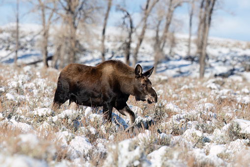 Young moose, Grand Teton National Park on a beautiful day.