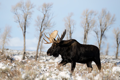 Bull moose in rutting season, Grand Teton National Park on a beautiful day.