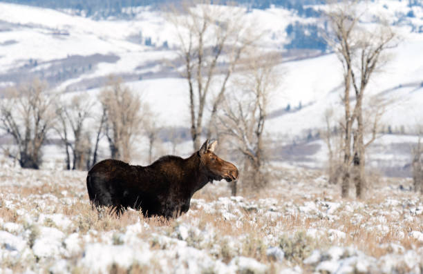 istock Moose, Alces alces, female animal 1765801490