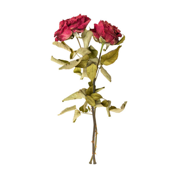 Close up a beautiful dry dead rose flower stem
