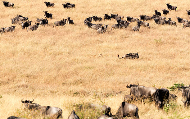 Lioness at wild - hunting and watching