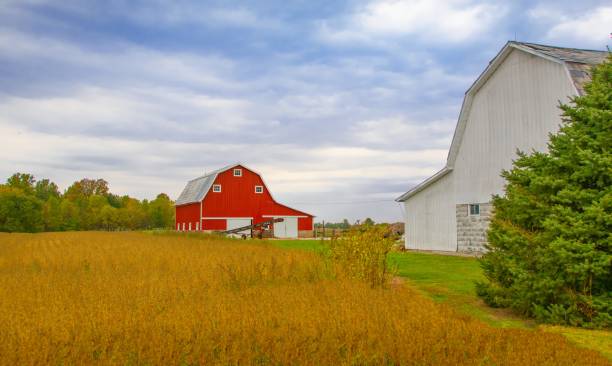 istock Two Barns with soybean field ready for harvest-Tipton County, Indiana 1765804159