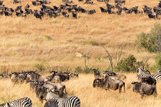 istock Lioness at wild - hunting and watching 176580444