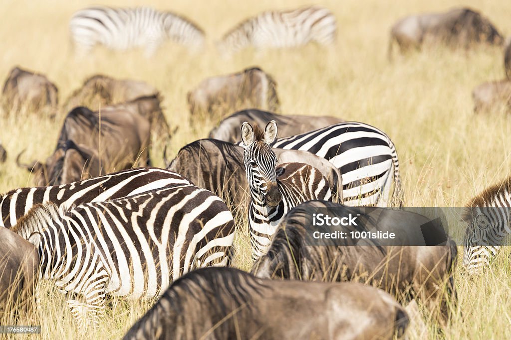 Молодой зебра-Смотреть в объектив - Стоковые фото Африка роялти-фри