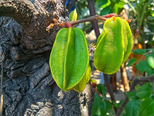 istock Averrhoa carambola 1765805227