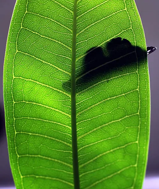 A butterfly rests in in the sun on a broad green leaf.