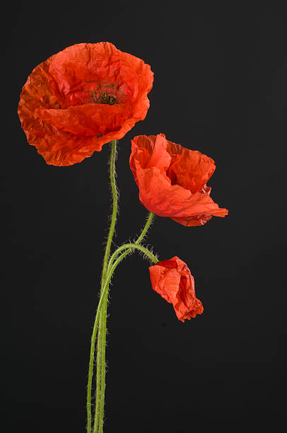 istock Poppy flowers 176581519