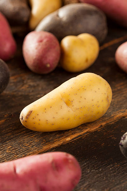 istock raw organic fingerling potato medley 176581523