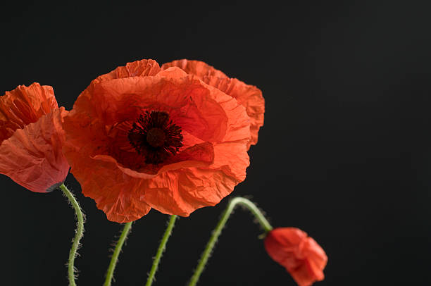 istock Poppy flowers 176581546