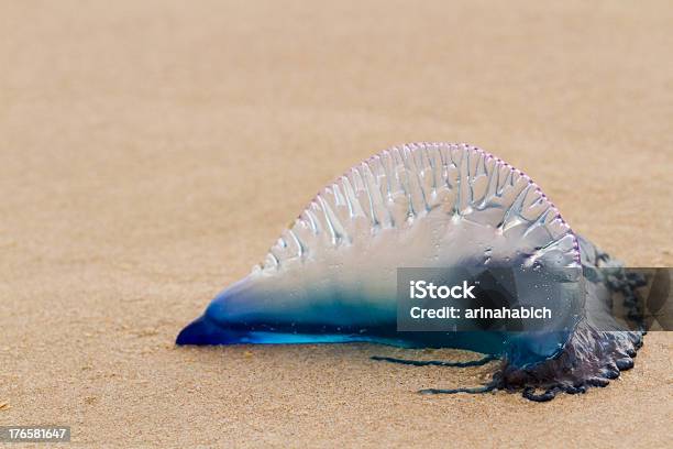 Jellyfish Stock Photo - Download Image Now - Portuguese Man O' War, Texas, Barrier Island