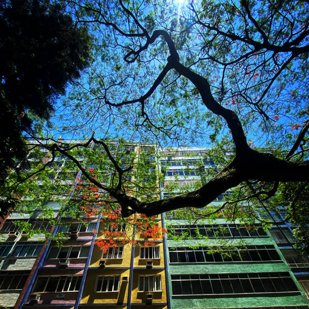 istock looking at the trees on the street 1765817864