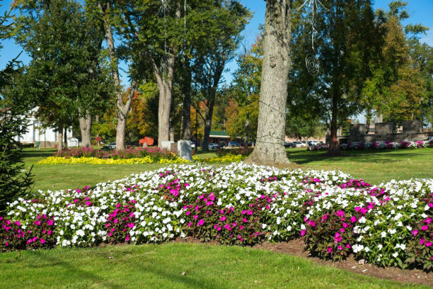 Crescent bed of impatiens stock photo