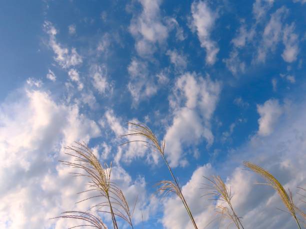 istock Japanese pampas grass 1765829278