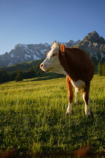 Cows during the sunset in the mountains of Austria