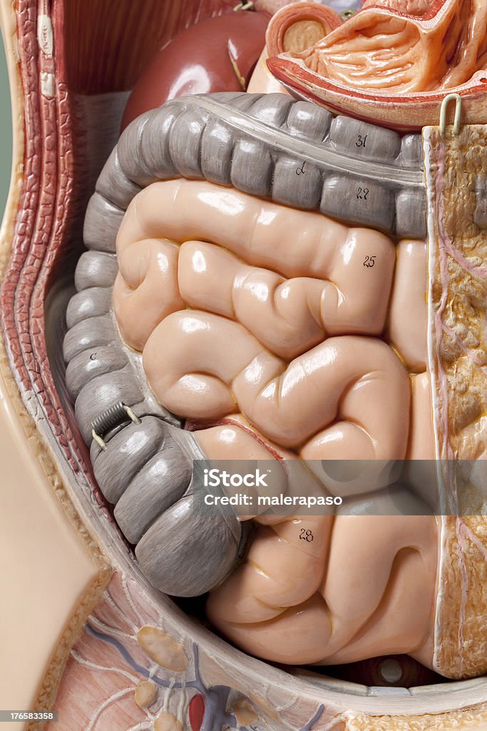 Modello di anatomia umana. Intestino. - Foto stock royalty-free di Modello anatomico