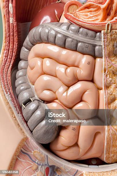 人体モデルます腸ます - 医学模型のストックフォトや画像を多数ご用意 - 医学模型, コントロール, ドール