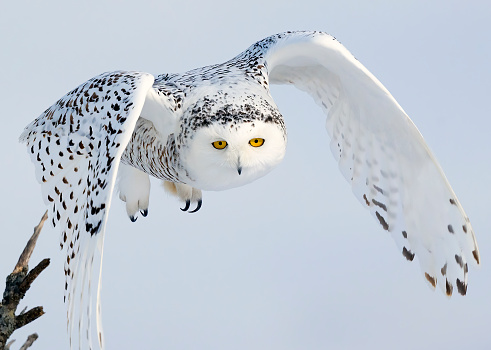 Snowy Owl takes off from her perch