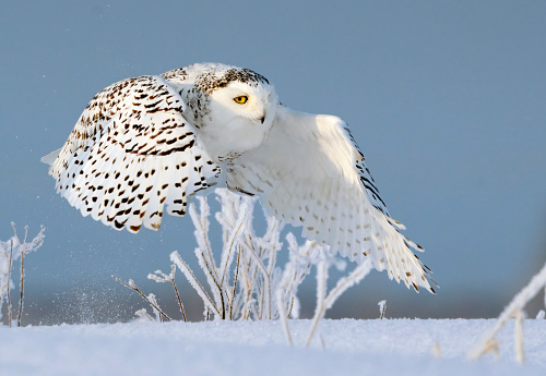 Snowy Owl glides over the tundra