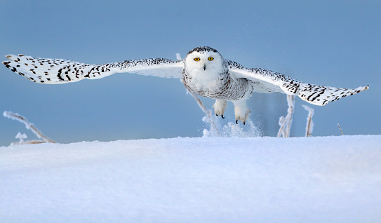Snowy Owl glides over the tundra