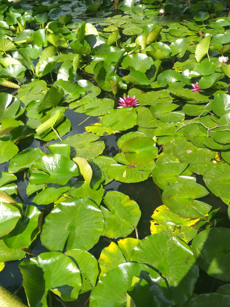 istock summer background: water lily in water among green leaves 1765835868