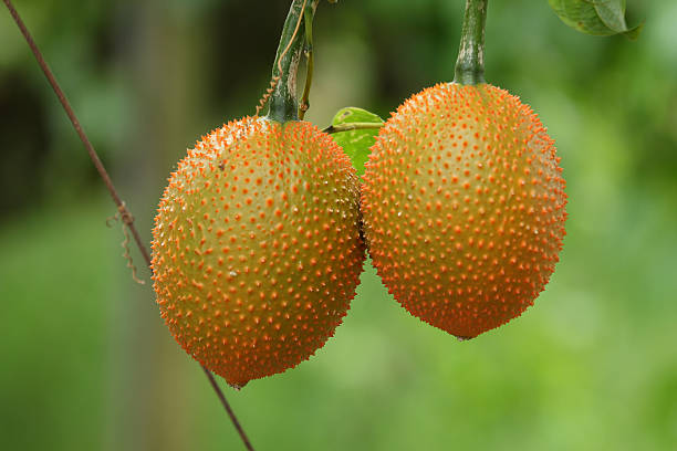 chayote frutta - merleton foto e immagini stock