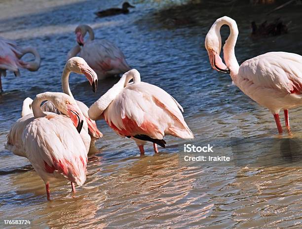 Różowe Flamingi - zdjęcia stockowe i więcej obrazów Bez ludzi - Bez ludzi, Camargue, Część ciała zwierzęcia