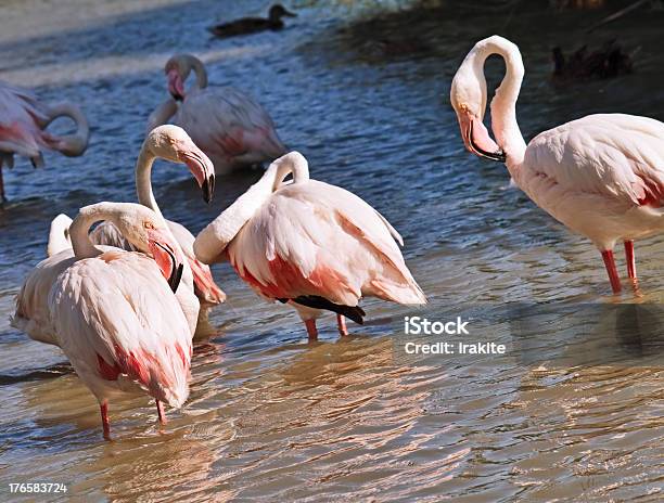 Foto de Corderosa De Flamingos e mais fotos de stock de Animal - Animal, Animal de estimação, Asa animal