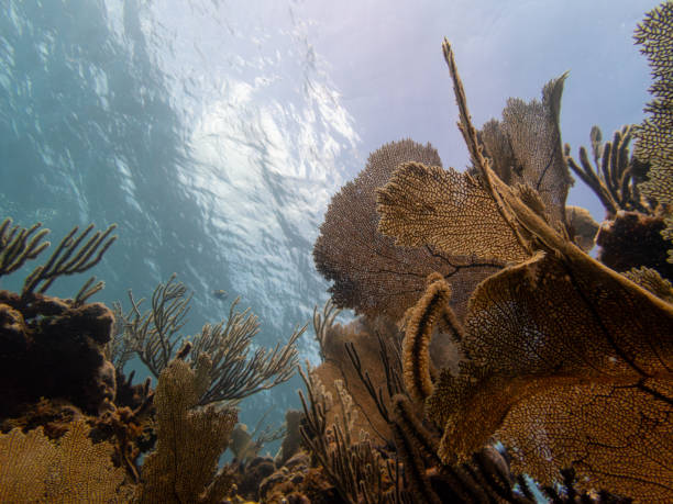 Selva de corales - foto de stock