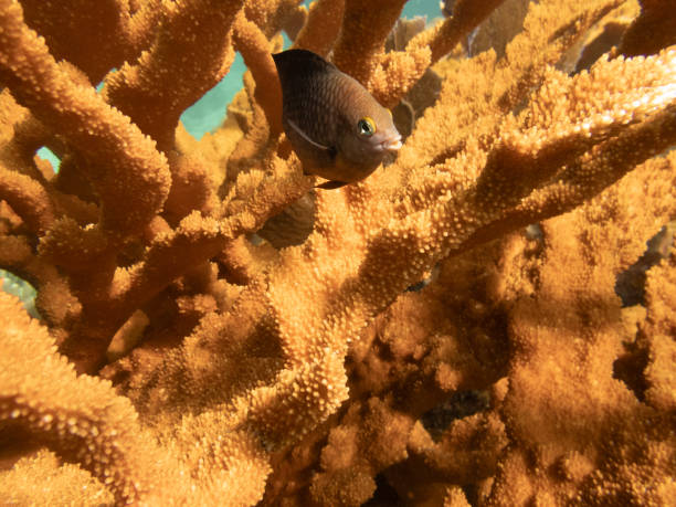 Pez damisela entre coral cuerno de ciervo, Acropora cervicornis - foto de stock