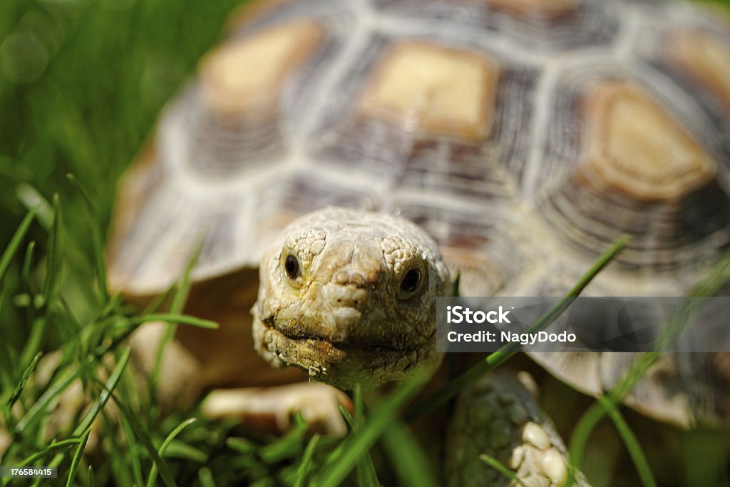 Geochelone sulcata - Foto stock royalty-free di Ambientazione esterna