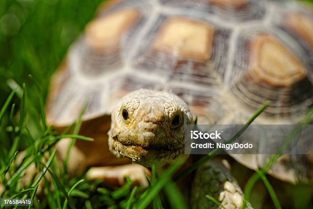 Geochelone Sulcata - Fotografie stock e altre immagini di Ambientazione esterna - Ambientazione esterna, Animale, Animale da compagnia