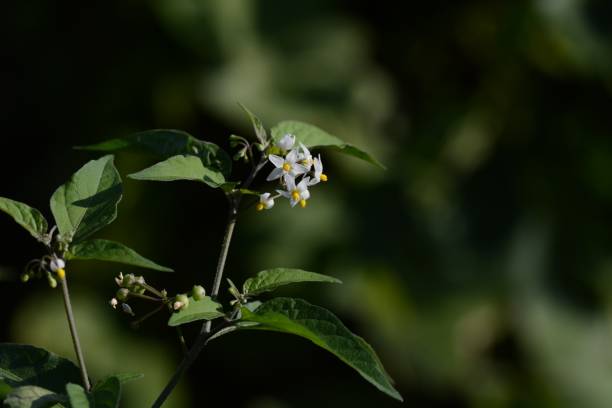 istock Black nightshade ( Solanum nigrum ) flowers and berries. Solanaceae annual plants. 1765849841