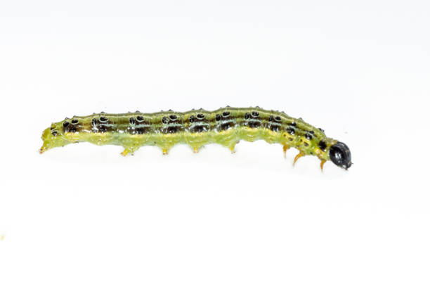 istock Catarpillar of Box tree moth (Cydalima perspectalis) on white background 1765851946