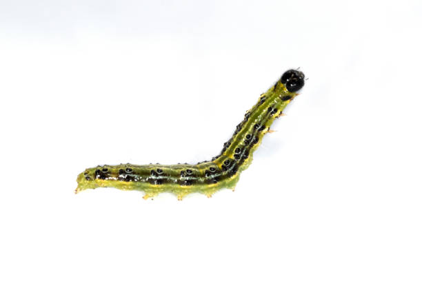 istock Catarpillar of Box tree moth (Cydalima perspectalis) on white background 1765851957