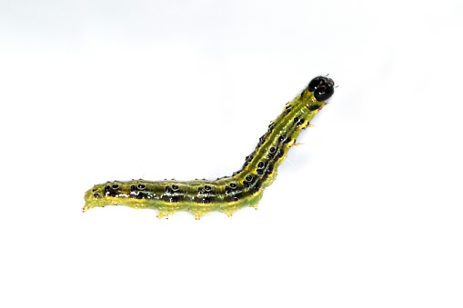 Invasive pest, Butterfly larva of Boxtree moth, isolated