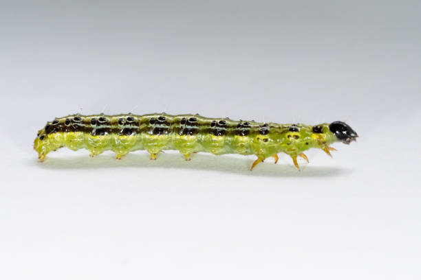 istock Catarpillar of Box tree moth (Cydalima perspectalis) on white background 1765852104