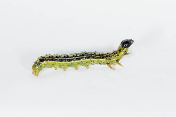 istock Catarpillar of Box tree moth (Cydalima perspectalis) on white background 1765852473