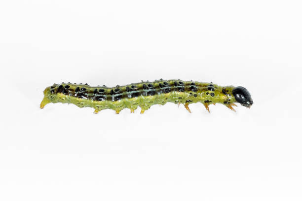 istock Catarpillar of Box tree moth (Cydalima perspectalis) on white background 1765852481