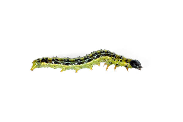 istock Catarpillar of Box tree moth (Cydalima perspectalis) on white background 1765852482